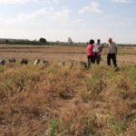 Cultivo garbanzo Zuera