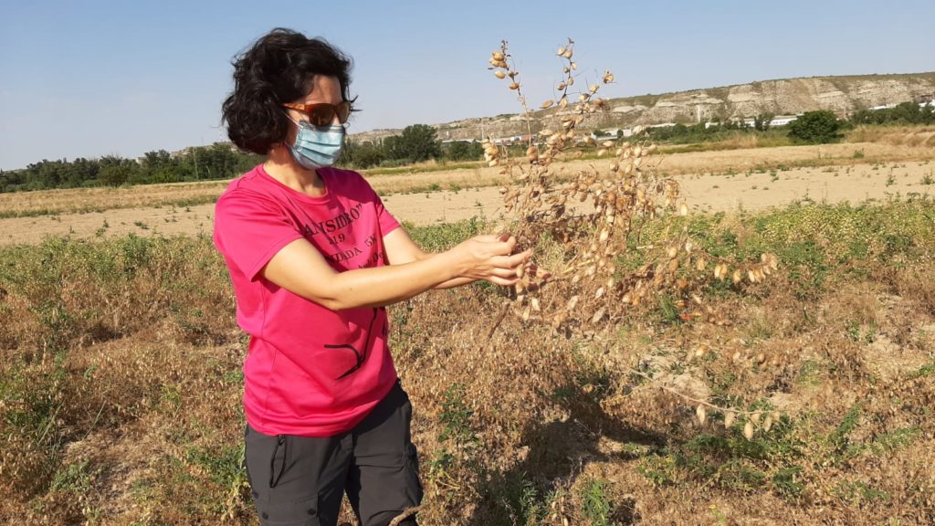 Cosecha garbanzo Zuera