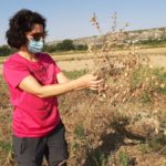 Cosecha garbanzo Zuera