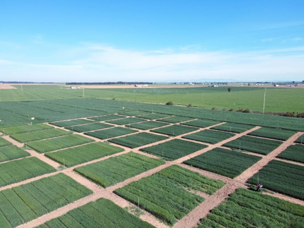 Campo ensayo Cereal de Invierno 2021