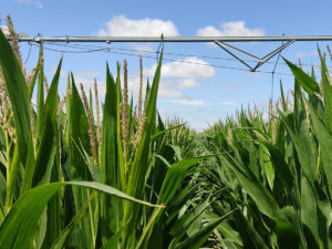 Cultivos de maíz en Biota