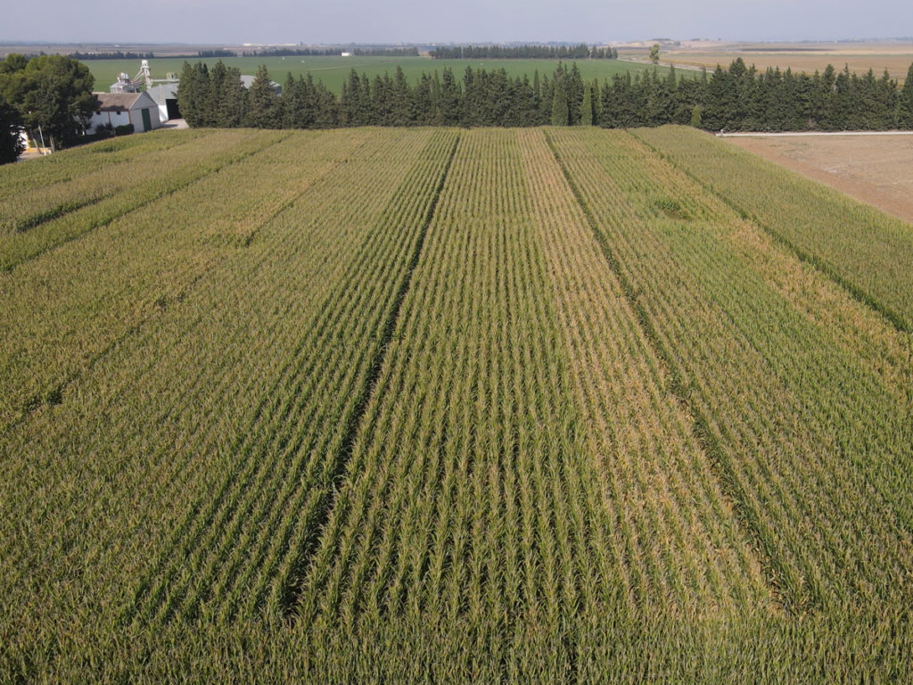 Campos de maíz en Aragón