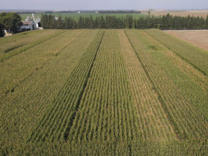 Campos de maíz en Aragón