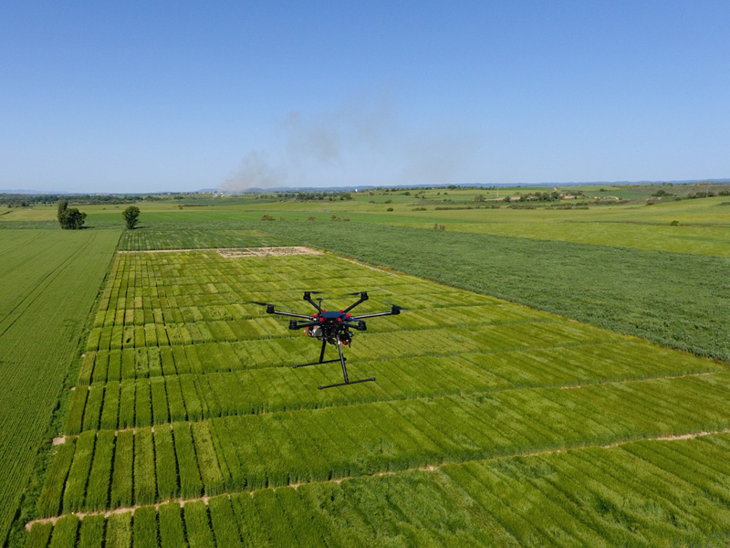 Dron sobrevolando una finca de ensayos en Lupiñén